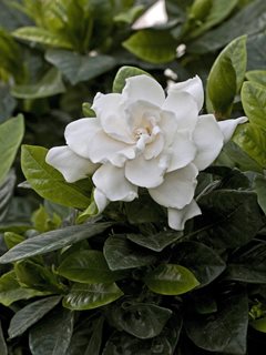 Gardenia Flower, Gardenia Leaves
Shutterstock.com
New York, NY