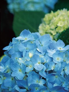 H. Macrophylla Endless Summer™
Garden Design
Calimesa, CA