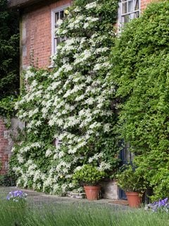 Hydrangea Anomala, Petiolaris, Climbing Hydrangea
Alamy Stock Photo
Brooklyn, NY