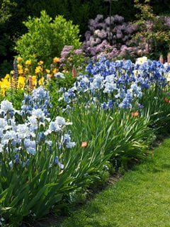 Iris, Border, Garden, Blue Flowers
Shutterstock.com
New York, NY