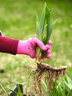 Iris Rhizome, Planting Iris
Shutterstock.com
New York, NY
