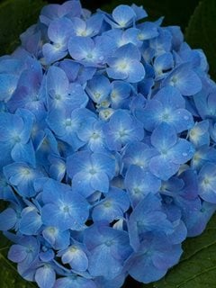 Let's Dance Blue Jangles Hydrangea, Bigleaf Hydrangea, Hydrangea Arborescens, Blue Flower
Proven Winners
Sycamore, IL