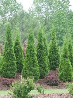 Lakeland Tree Removal