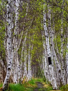 Paper Birch, Path, Acadia National Park
Alamy Stock Photo
Brooklyn, NY