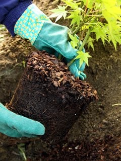 Planting Japanese Maple Dreamstime 