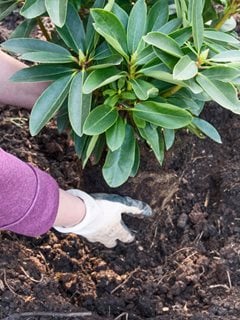 Planting Rhododendrons, How To Plant A Rhododendron
Alamy Stock Photo
Brooklyn, NY