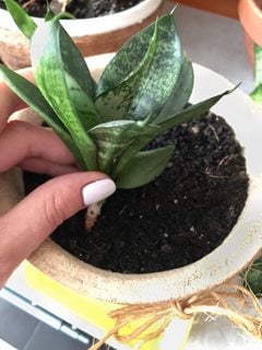 Planting Snake Plant, Sansevieria
Shutterstock.com
New York, NY