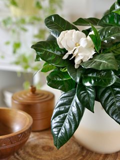Potted Gardenia, Gardenia Houseplant
Alamy Stock Photo
Brooklyn, NY
