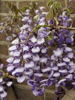 Silky Wisteria, Wisteria Brachybotrys, Wisteria Venusta
Shutterstock.com
New York, NY
