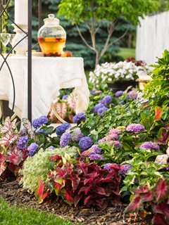 Summer Garden, Hydrangeas, Summer Party
Proven Winners
Sycamore, IL