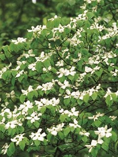 White Dogwood, Dogwood Blooms
Garden Design
Calimesa, CA