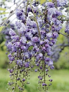 Wisteria Floribunda, Violacea Plena
Alamy Stock Photo
Brooklyn, NY