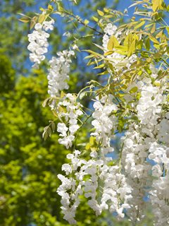 Wisteria Sinensis, Alba, White Wisteria
Shutterstock.com
New York, NY