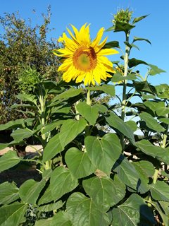 Giant Sunflower, Mammoth SunflowerDreamstime