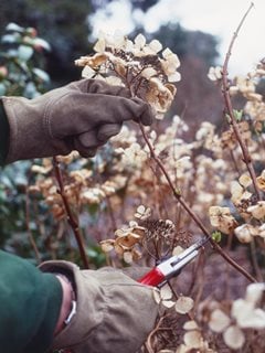 Pruning Hydrangeas