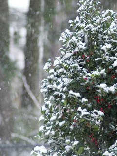 Castle Spire Holly, Evergreen Shrub, Red Berries
Proven Winners
Sycamore, IL