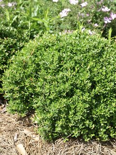 Nana Yaupon Holly, Yaupon Holly, Ilex Vomitoria
Spring Meadow Nursery
Grand Haven, MI