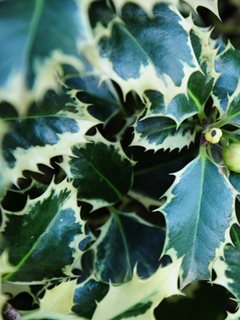 Variegated English Holly, Argentea Marginata
Shutterstock.com
New York, NY