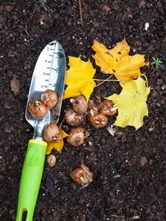 Fall planting on sale