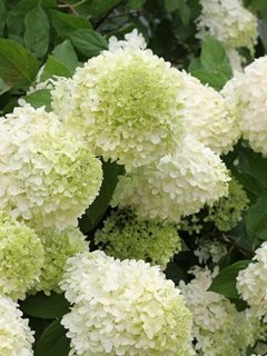 Limelight Hydrangea