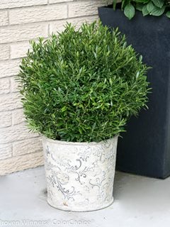 Gem Box Holly, Evergreen Shrub, Inkberry Holly
Proven Winners
Sycamore, IL