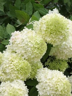 Limelight Hydrangea, Panicle Hydrangea, Paniculata, Green Flower
Proven Winners
Sycamore, IL