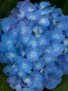 Image of Group of hydrangea bushes after deadheading