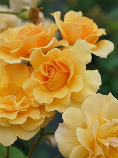 Rise Up Amberness Rose, Amberness Rosa
Proven Winners
Sycamore, IL