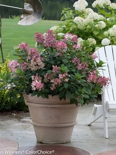 Little quick Fire® panicle hydrangea