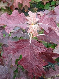 Gatsby Pink oakleaf hydrangea leaf
