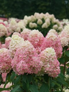 Limelight Hydrangea