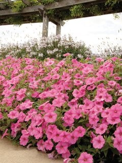 Vista Bubblegum Border, Supertunia Vista Bubblegum, Pink Petunia 
Proven Winners
Sycamore, IL