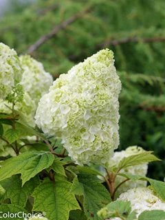 Gatsby Moon oakleaf hydrangea