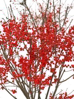Berry Poppins Holly, Deciduous Shrub, Red Berries
Proven Winners
Sycamore, IL