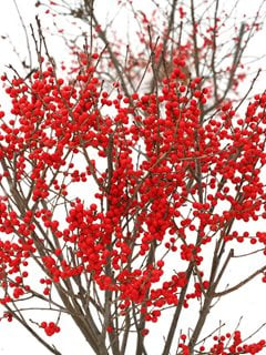 Berry Poppins Holly, Deciduous Shrub, Red Berries
Proven Winners
Sycamore, IL