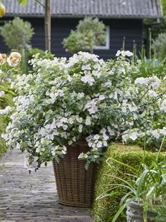Fairytrail Bride Cascade Hydrangea, Hydrangea Hybrid
Proven Winners
Sycamore, IL
