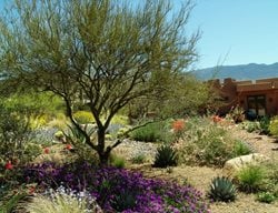 Award-Winning Gardens
Boxhill
Tucson, AZ