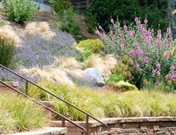 Award-Winning Gardens
Lesley Turner/LTLA Design
Berkeley, CA