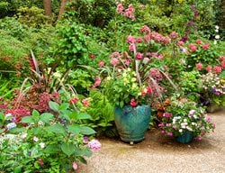 Mixed Container Garden
Container Garden Pictures
Vina Winters
West Linn, OR