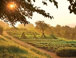 Edible Garden Pictures
Monticello
Charlottesville, VA