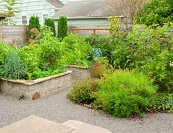 Raised Brick Beds
Edible Garden Pictures
Marina Wynton
Portland, OR