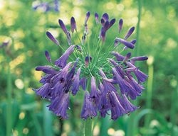 Agapanthus, Lily Of The Nile
I Love This Plant
Garden Design
Calimesa, CA