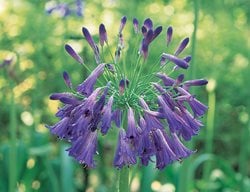 Agapanthus, Lily Of The Nile
I Love This Plant
Garden Design
Calimesa, CA