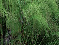 Bell Reed, Cannomois Virgate
I Love This Plant
Garden Design
Calimesa, CA