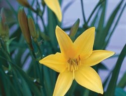  Dumortiers Daylily, Hemerocallis Dumortieri
I Love This Plant
Garden Design
Calimesa, CA