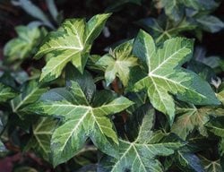 Nepal Ivy, Hedera Nepalensis
I Love This Plant
Garden Design
Calimesa, CA