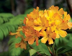 Vireya Rhodendron, Orange Flower
I Love This Plant
Garden Design
Calimesa, CA