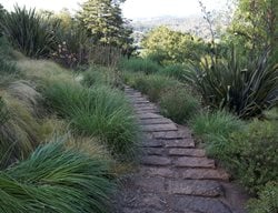 Landscape Design Pictures
MIX Garden
Healdsburg, CA