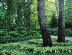 Shade Garden Pictures
Janet Rosenberg & Studio
Toronto, ON