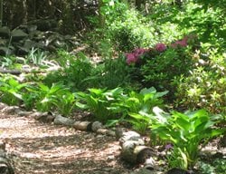 Shade Garden Pictures
Kevin Lee Jacobs
